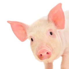 pig